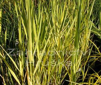 rákos - Phragmites australis 'Variegatus'