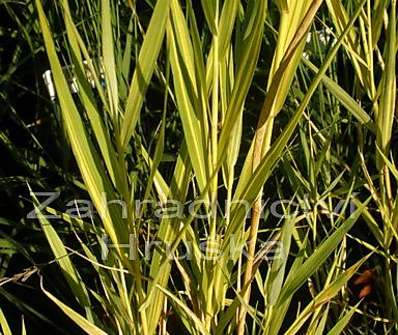 rákos - Phragmites australis 'Variegatus'
