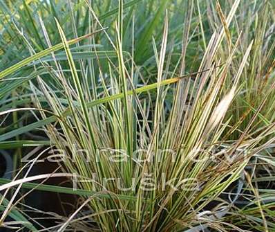 metlice - Deschampsia caespitosa