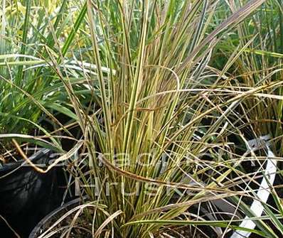 metlice - Deschampsia caespitosa