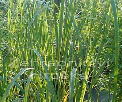 spartina - Spartina pectinata 'Aureomarginata'