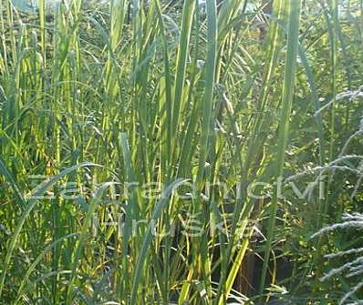 spartina - Spartina pectinata 'Aureomarginata'