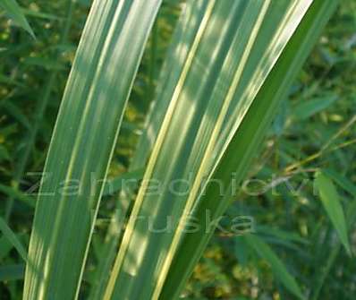 spartina - Spartina pectinata 'Aureomarginata'