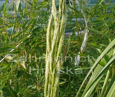 spartina - Spartina pectinata 'Aureomarginata'