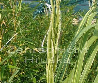 spartina - Spartina pectinata 'Aureomarginata'