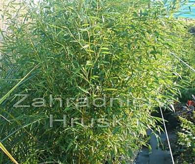 bambus - Phyllostachys vivax 'Aureocaulis'