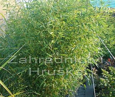 bambus - Phyllostachys vivax 'Aureocaulis'