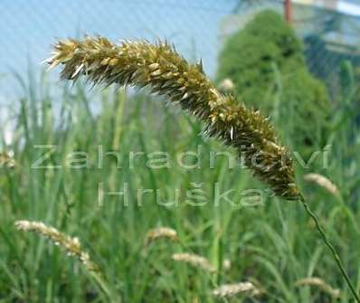strdivka - Melica ciliata