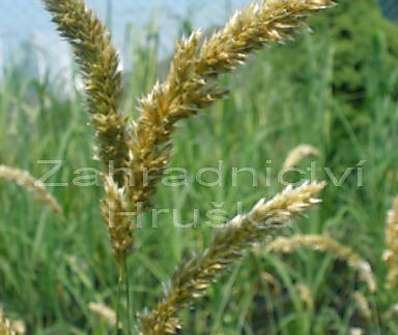 strdivka - Melica ciliata