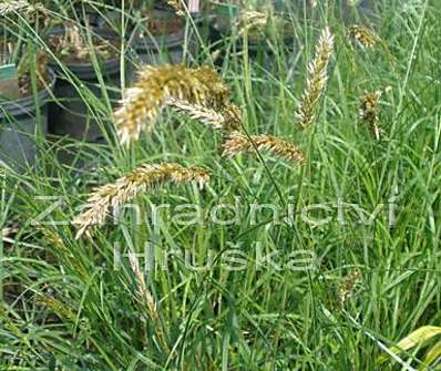 strdivka - Melica ciliata