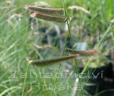 moskytovka - Bouteloua gracilis