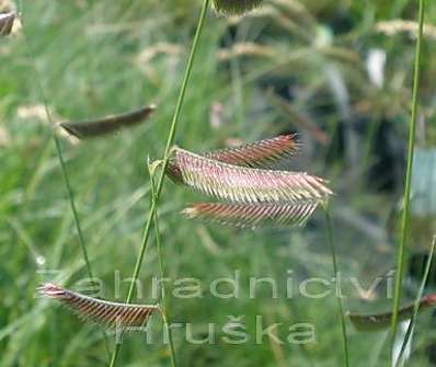 moskytovka - Bouteloua gracilis