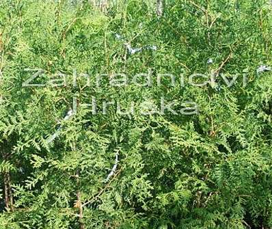 zerav - Thuja occ. 'Brabant'.