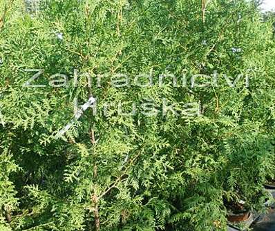 zerav - Thuja occ. 'Brabant'.
