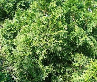 zerav - Thuja occ. 'Smaragd'..