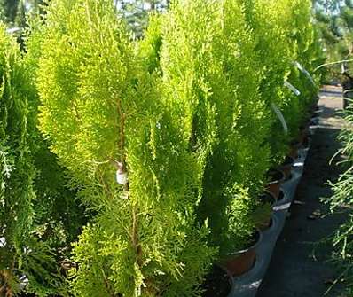 zerav - Thuja orr. 'Elegantisima'