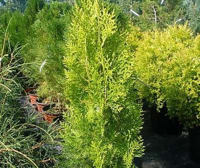 zerav - Thuja orr. 'Elegantisima'