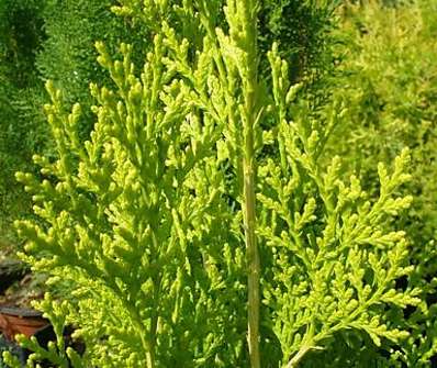 zerav - Thuja orr. 'Elegantisima'