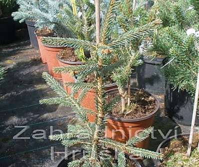 smrk - Picea abies 'Rothenhaus'