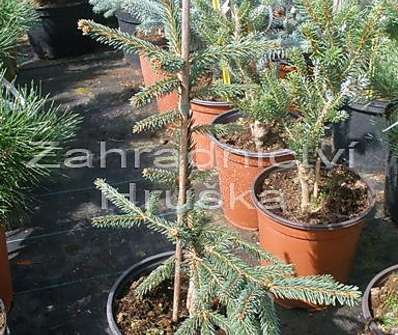smrk - Picea abies 'Rothenhaus'