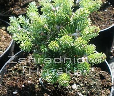 jedle - abies fraseri 'Brandon Recker'