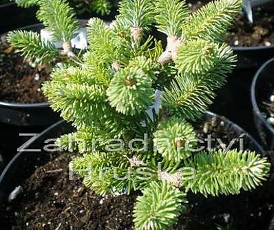jedle - abies fraseri 'Brandon Recker'