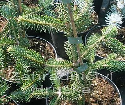 jedle - Abies cephalonica 'Archers Dwarf'