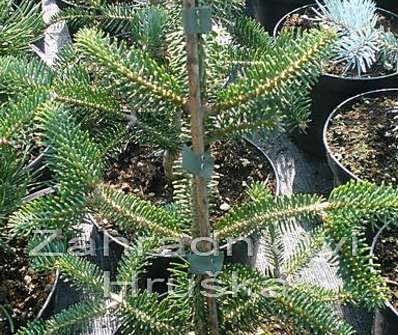 jedle - Abies cephalonica 'Archers Dwarf'