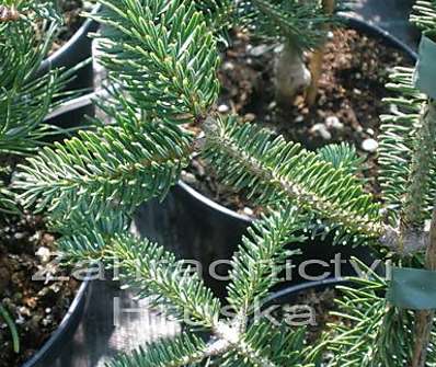 jedle - Abies cephalonica 'Archers Dwarf'