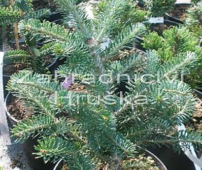 jedle - Abies x koreocarpa 'Discus'