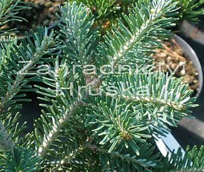 jedle - Abies x koreocarpa 'Discus'