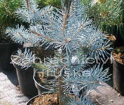 smrk - Picea pungens 'Edith'