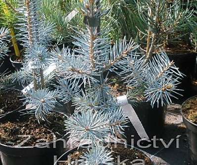 smrk - Picea pungens 'Edith'