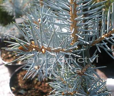 smrk - Picea pungens 'Edith'