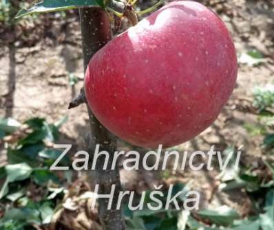 Jabloň Red Topaz