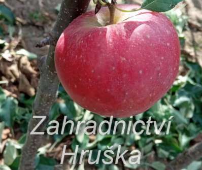 Jabloň Red Topaz