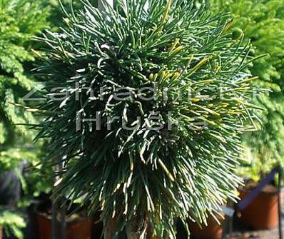 Borovice - Pinus uncinata 'Konečný'