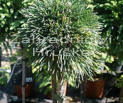 Borovice - Pinus uncinata 'Konečný'