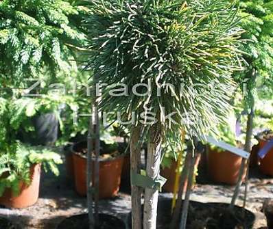 Borovice - Pinus uncinata 'Konečný'