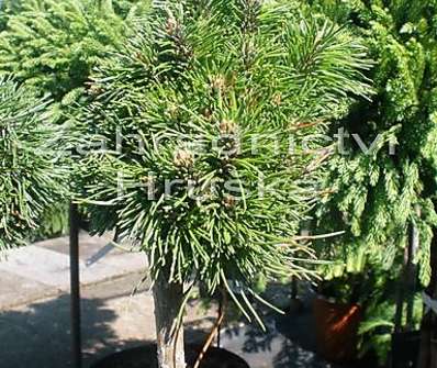 Borovice - Pinus mugo 'Nerost' KM
