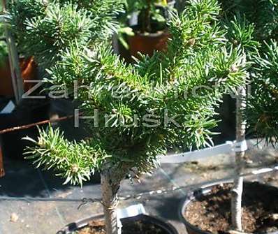 Borovice - Pinus banksiana 'Schneewerdingen'.KM