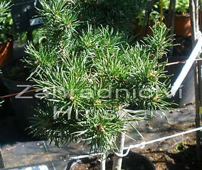 Borovice - Pinus banksiana 'Schneewerdingen'.KM