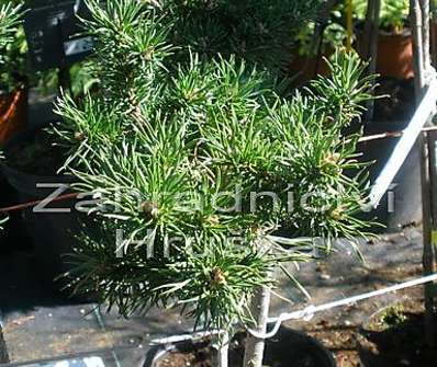 Borovice - Pinus banksiana 'Schneewerdingen'.KM