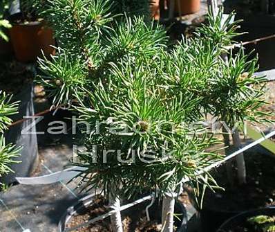 Borovice - Pinus banksiana 'Schneewerdingen'.KM