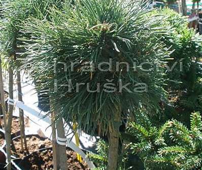 Borovice - Pinus uncinata 'Vysoký' KM