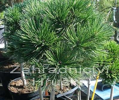 Borovice - Pinus leucodermis 'Schmidtii'...