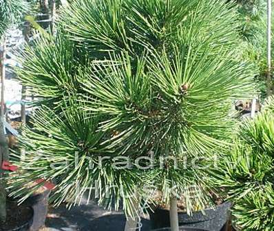 Borovice - Pinus leucodermis 'Schmidtii'...