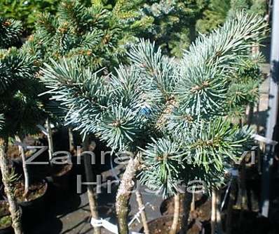 douglaska - Pseudotsuga menziensii 'Bystřička' KM