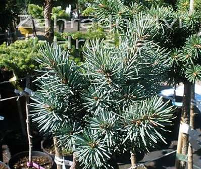 douglaska - Pseudotsuga menziensii 'Bystřička' KM