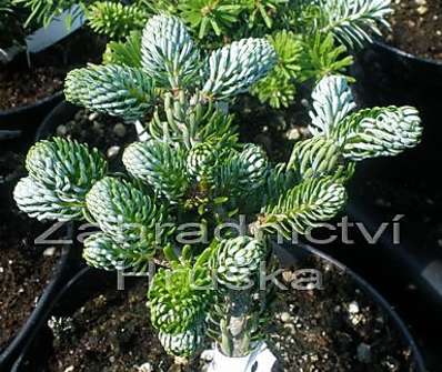 jedle - Abies koreana 'Eis Brecker'